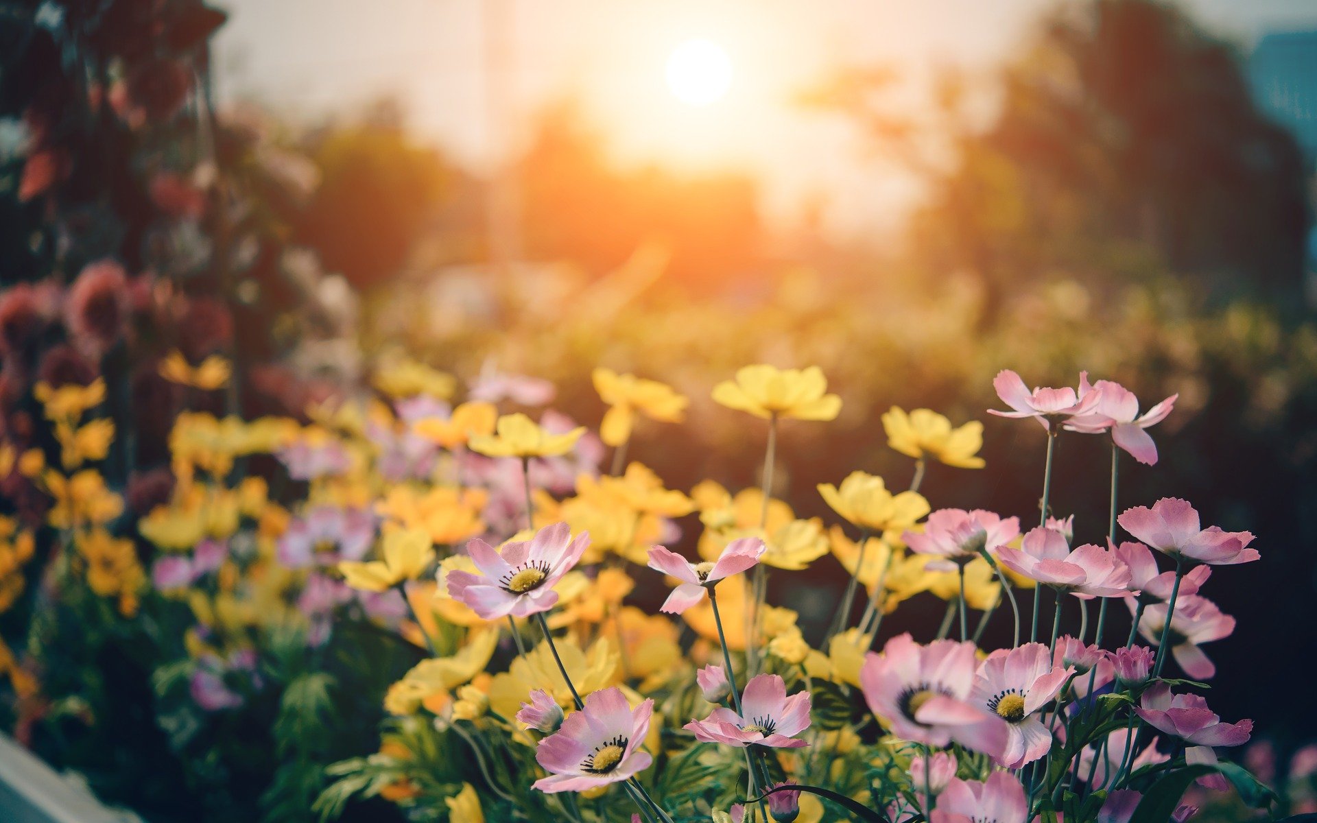 Flowers Amid Sunrise