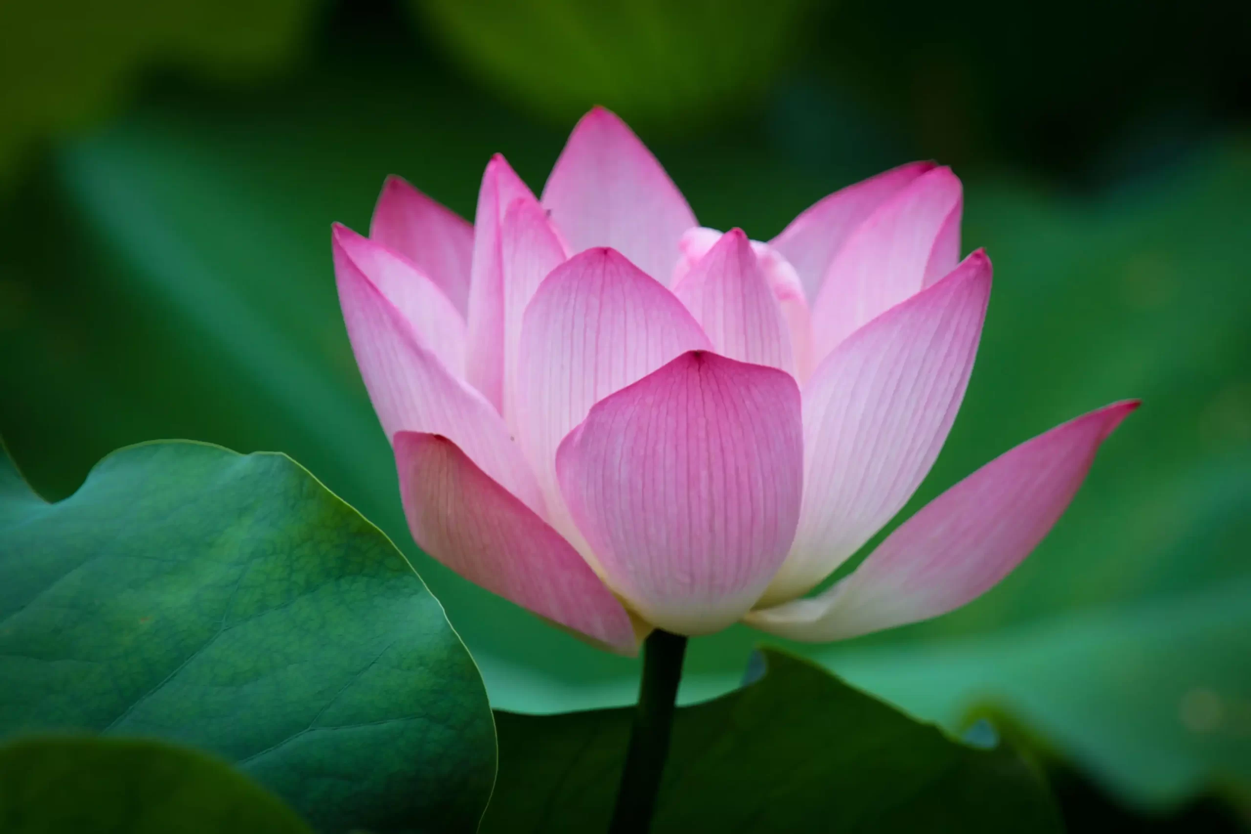 Pink Lotus Blossom